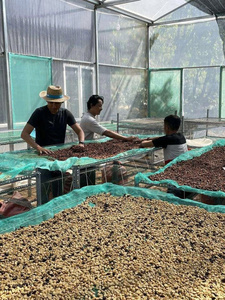 Granos de Café Verde Robusta Origen Vietnam Procesado con Miel Roja Premium Criba 16 Nueva Cosecha Cultivo Común Grado 40kg Bolsa de Yute - Product Image 3