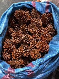 Piñas de Pino Naturales de Vietnam, Material Decorativo Botánico Seco para Coronas Navideñas, Adornos para Árboles, Decoración del Hogar, Manualidades y Eventos - Product Image 4