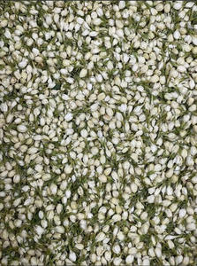 Thé au jasmin 100% biologique naturellement fleuri, fabriqué à la main avec de magnifiques fleurs, prix de gros de l'usine du Vietnam - Product Image 2