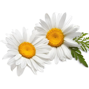 German Chamomile Essential Oil | <b>Bulk</b> Supplier Premium Matricaria Chamomilla Oil Wholesale OEM Private Label Manufacturer - Product Image 5