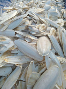 VIETNAM: HUESO DE SEPÍA SECADO DIRECTAMENTE DE FÁBRICA / HUESO DE CUTTLEFISH / HUESO DE SEPÍA - Product Image 6