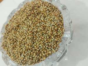 Millet pour l'alimentation du bétail, Millet de qualité alimentaire, Grains de millet, Ingrédient pour l'alimentation du bétail, Fournisseur de millet en vrac - Product Image 3