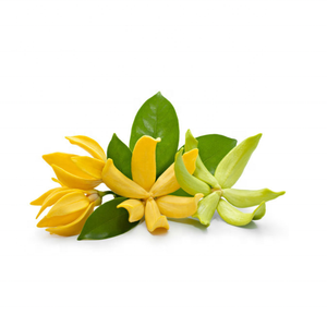 Huiles essentielles Kanha Nature Huiles Premium du fabricant indien CHAMPACA ABSOLUTE Girofle Jasmin Bois de santal Bergamote Camomille - Product Image 2