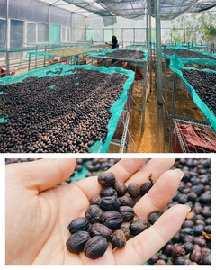 เมล็ดกาแฟอาราบิก้าคั่วสีน้ำตาลเข้ม คุณภาพพรีเมียม คั่วสดใหม่เพื่อรสชาติเข้มข้น - Product Image 2