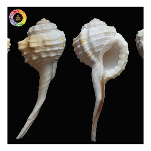 Red Hellmet Natural Snail Shells Set Beach, TUTUFA <b>BUBO</b> SEASHELL (frog shell) Littorina Obtusata Snail Shell With Various Size - Product Image 5