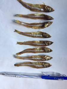 Anchoas Secas al Sol de Vietnam, Pescado Seco Entero Natural para Procesamiento de Alimentos, Suministro para Restaurantes y Distribución Mayorista de Mariscos - Product Image 4