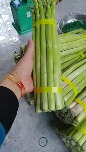 Lances d'asperges vertes fraîches du Vietnam récoltées quotidiennement directement de la ferme - Product Image 5
