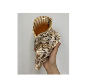 COLORIDO NUEVA LLEGADA CONCHAS SEASHELL HERMOSA e IMPRESIONANTE PATRÓN DE TIRAS LUNA NATURAL CARACOL CONCHA SEASHELL VIETNAM SUMINISTRO BARATO - Product Image 2