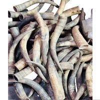 Cornes de buffle/vache et pointes de cornes personnalisées en gros, qualité naturelle, cornes de buffle et de bœuf