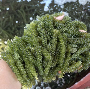 Vietnam Natural Sea Grapes Seaweed Caulerpa Lentillifera for Salad Sushi Fresh Food Ingredient Restaurant Use - Product Image 1