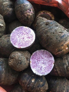 Racine de Taro Violette et Blanche en Morceaux, Quantité en Gros, Prix Usine, Tranches et Cubes de Taro Frais Congelés IQF, Légumes de Qualité A - Product Image 5