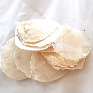 เปลือกหอยคาปิซธรรมชาติ ราคาแข่งขัน แผ่นเปลือกหอยแบน ของตกแต่งธีมชายหาด อุปกรณ์งานฝีมือ - Product Image 5