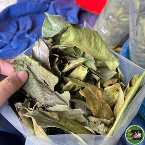 Hojas de guanábana secas naturales, material vegetal para preparar té y uso en bebidas y alimentos, origen Vietnam. - Product Image 2