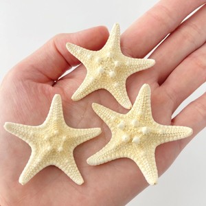 Estrellas de mar, conchas marinas naturales y accesorios de conchas para decoración de acuarios y playa. - Product Image 1