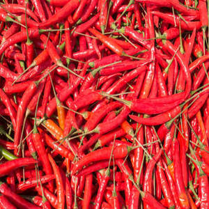 Chiles Rojos Secos de Primera Calidad, Secados al Aire (AD), Picantes, Sin Tallo, Estándar de Exportación, Especias Individuales, Hierbas de Gujarat - Product Image 2