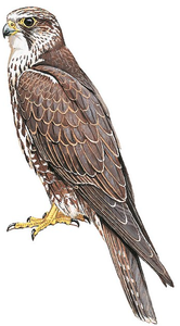 Saker Falcon Premium para Suministro Mayorista y Programas Profesionales de Cría de Halcones para el Comercio Avícola Global y Compradores con Licencia - Product Image 3