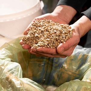 Granos de Café Crudo Robusta S18 90% Maduros de Origen Vietnamita, Cosecha Fresca, Suministro Directo de Granja, Venta al por Mayor, OEM, ODM, Listo para Exportación - Product Image 6