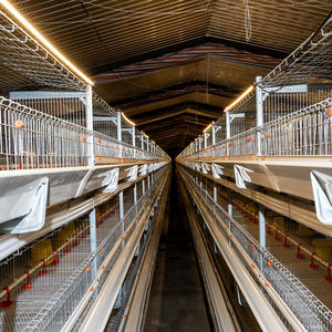 Système de cages avicoles automatisées avec alimentation, abreuvement et convoyeur à œufs centralisés - Product Image 5
