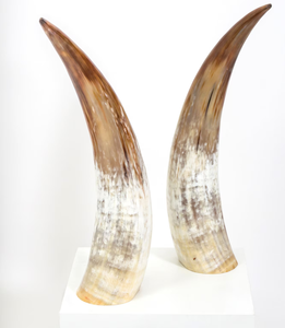 Buffalo <b>Decorative</b> Horn 2 Pieces In Natural Shape & Color Buffalo Natural Horn Viking Drinking Horn - Product Image 5