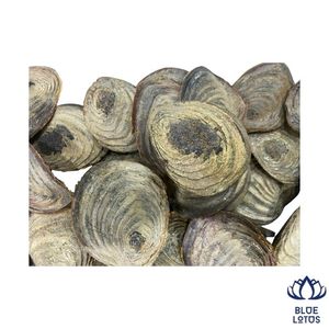 Murex Operculum, Concha Marina Sostenible, Extracto de Fragancia de Alta Calidad, Material para Incienso, Precio de Exportación al Por Mayor, MÁS VENDIDO - Product Image 1