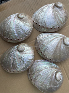 Concha de abulón iridiscente natural a granel, madre de perla, materia prima de alta calidad para la fabricación de joyas y artesanía con incrustaciones de Vietnam - Product Image 5