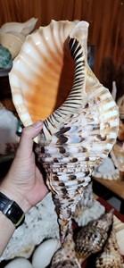 Coquille de trompette naturelle en gros, coquille décorative pour la décoration intérieure, l'aquarium, l'artisanat et la décoration côtière - Product Image 3
