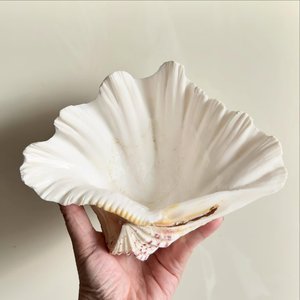 Conchas de almeja gigantes al por mayor a precio económico, conchas marinas naturales muy vendidas para decoración - Product Image 1