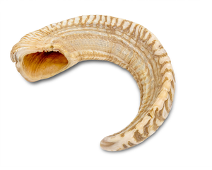 Shofar de Cuerno de Oveja Natural, Instrumento Musical - Cuerno Pulido Hecho a Mano con Estilo Animal, Duradero, de la India - Product Image 1