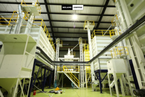 Pure <b>Robusta</b> <b>Coffee</b> <b>Beans</b> Light Roast Agriculture OEM Private Label Wholesale New - Product Image 6