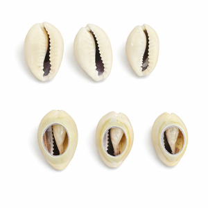 Conchas Marinas Naturales para la Elaboración de Joyería, Accesorios para el Cabello, Artesanías Tribales y Uso Decorativo - Product Image 1