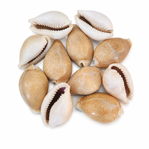 Conchas de Cauri Beige Naturales, Conchas Decorativas para Manualidades, Joyería, Decoración del Hogar y Proyectos de Bricolaje - Product Image 1