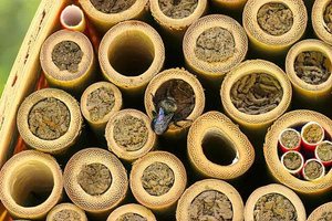 Hôtels pour insectes, maison pour abeilles, matière première, tube de bambou de 10 à 15 cm de longueur, piquets de bambou naturels faits à la main, traités contre l'humidité, nettoyés, Vietnam - Product Image 2
