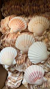 Coquilles de palourde naturelles du Vietnam, nettoyées, colorées, de tailles variées, pour l'artisanat DIY, la fabrication de bijoux, la décoration de mariage et les cadeaux - Product Image 3