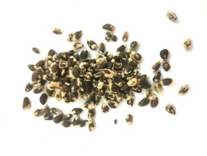 Graines de coton entières de qualité supérieure pour l'alimentation du bétail, fournisseur en gros - Product Image 1