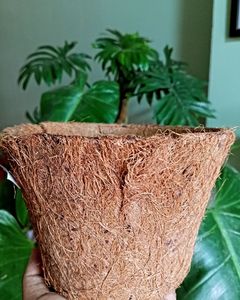Macetas de Fibra de Coco Sostenibles para Viveros, Centros de Jardinería y Cultivo en Invernadero - Product Image 3