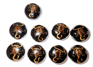 Escorpión Dorado, Espécimen Real, Cabujón de Plástico Redondo de 25x25 mm, Base Plana Negra para Manualidades y Joyería - Product Image 4