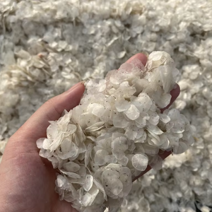 Écailles de poisson naturelles en vrac pour les acheteurs internationaux Vietnam - Product Image 1