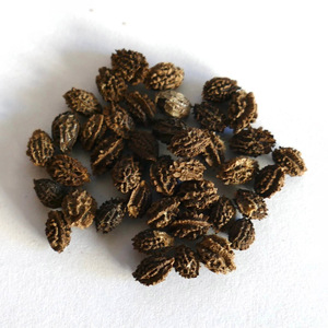 Graines de papaye séchées, fournisseur vietnamien, prix bas, qualité supérieure, graines comestibles séchées au soleil. - Product Image 4