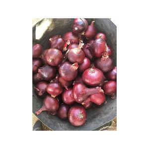 Origin Supplier of Best Quality <b>Fresh</b> <b>Vegetables</b> Delicious <b>Fresh</b> Red Onion at Wholesale Market Price - Product Image 1