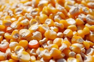 Maïs jaune séché très demandé pour l'alimentation animale et l'approvisionnement agricole en vrac, disponible au prix d'exportation - Product Image 6