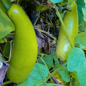 Quality Bottle Gourd <b>Fresh</b> Farm Harvest Healthy <b>Vegetable</b> Natural Cooking Ingredient Healthy Food Wholesale Bulk Supply <b>Fresh</b> - Product Image 2