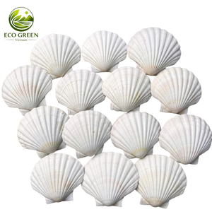 Coquilles de pétoncle naturelles écologiques pour la fabrication de bijoux, tons ivoire et rose pâle, lot en vrac - Product Image 1