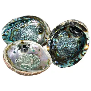 Abalone Shell Smudging Bowl Seashell Incense Burner Standard Abalone shell with unique rainbow patterned penalized interior