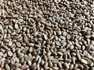 Granos de café verde más vendidos de Vietnam Robusta Arábica Grano entero Café tostado saludable Precio competitivo Listo Importación - Product Image 3