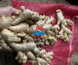 Proveedor de Jengibre Fresco de Vietnam que Ofrece Jengibre Limpio y Lavado para Empresas Importadoras en el Extranjero, Envío en Contenedor - Product Image 2
