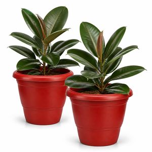 ZARA ENTERPRISES ZE4033 Juego de 12 Macetas de Plástico Resistentes de 12 Pulgadas, Diseño Bonito para Hogar, Jardín y Plantas de Semillero (Blanco) - Product Image 3