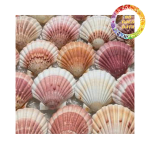 Mixed Size Natural Double Wall Scallop Shells for Resin Art <b>Mosaic</b> Crafts and Home Decoration Ba Ria-Vung Tau - Product Image 3