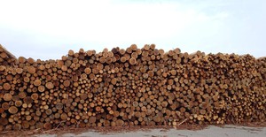 ไม้ซุงนำเข้าจากญี่ปุ่นคุณภาพดี ราคาสมเหตุสมผล สำหรับงานก่อสร้าง - Product Image 3