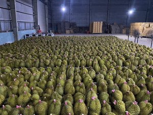 Durian Congelado 2026, Carne de Durian Envasada al Vacío de Alta Calidad - Product Image 2