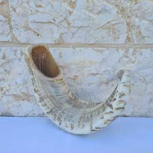 Shofar en corne de bélier naturelle, très demandé, pour la musique et les usages religieux, taille personnalisée, shofar casher, corne de Kudu d'Israël polie - Product Image 2